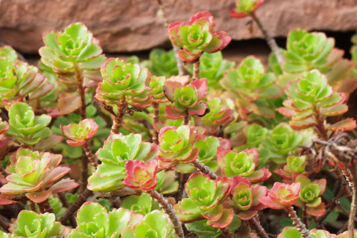 Dragon's Blood Sedum